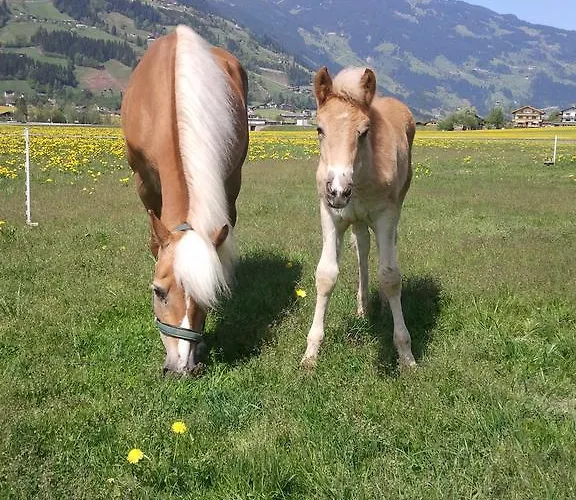 Lejlighed Larchergut Mayrhofen